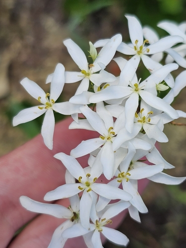 Image of Sabatia difformis by (c) Daniel Washburn, some rights reserved (CC BY)