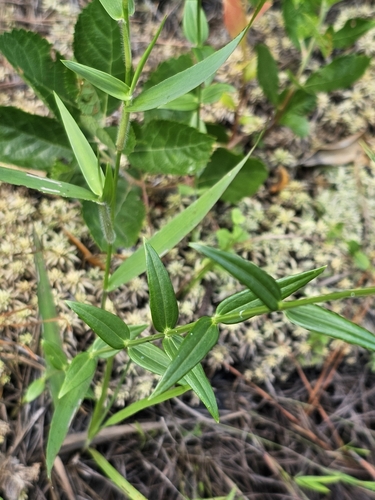 Image of Sabatia difformis by (c) Daniel Washburn, some rights reserved (CC BY)