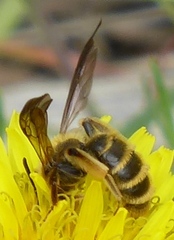 Euandrena