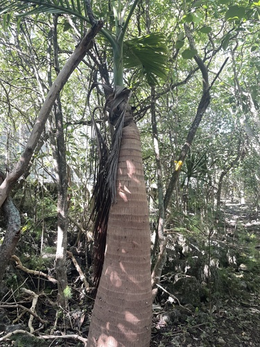 Foto de Palmeira-garrafa