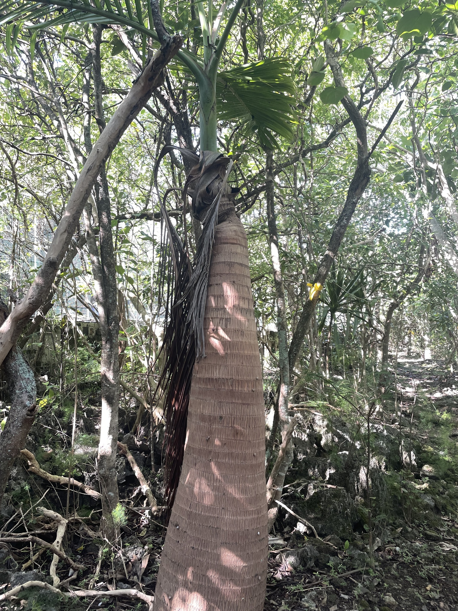 Imagem de Palmeira-garrafa