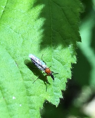 Dilophus strigilatus
