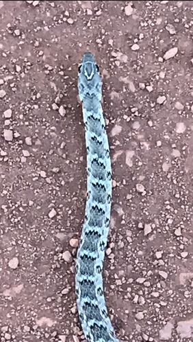 Almaden Ground Snake