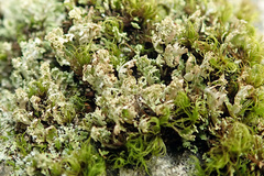 Cladonia caespiticia