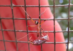 Leptomyrmex cnemidatus