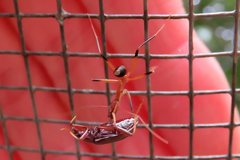 Leptomyrmex cnemidatus