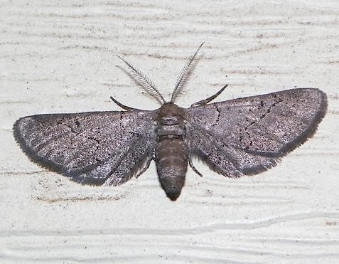 Fine-lined Gray