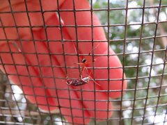 Leptomyrmex cnemidatus