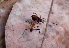 Leptomyrmex cnemidatus