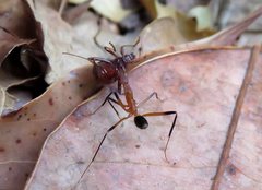 Leptomyrmex cnemidatus