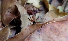 Leptomyrmex cnemidatus