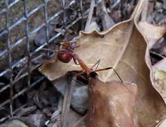 Leptomyrmex cnemidatus