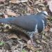 Wonga Pigeon - Photo (c) Rose Robin, some rights reserved (CC BY-NC-SA)