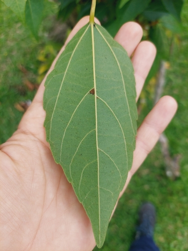 Foto de Tapiá