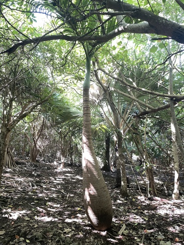 Foto de Palmeira-garrafa