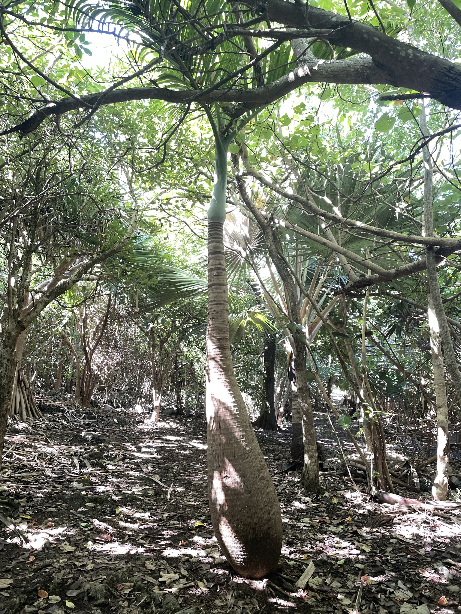 Imagem de Palmeira-garrafa