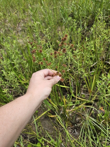 Manyhead rush (Juncus polycephalus)