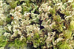 Cladonia caespiticia