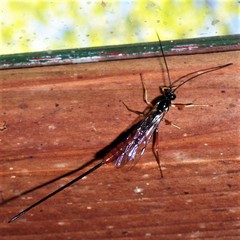 Dolichomitus irritator