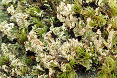 Cladonia caespiticia