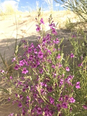 Penstemon thurberi