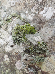 Cladonia caespiticia