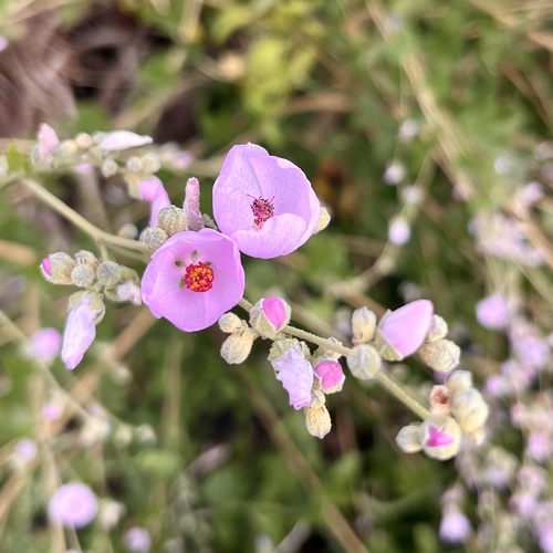 iNaturalist observation photo of southern coastal bushmallow