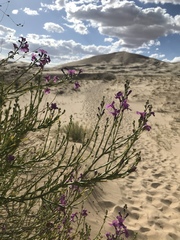 Penstemon thurberi