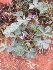 Pediomelum megalanthum