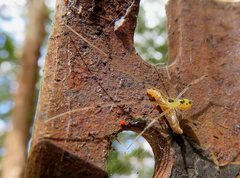 Thwaitesia nigronodosa