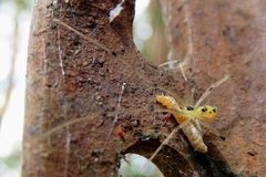 Thwaitesia nigronodosa