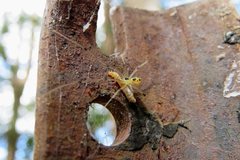 Thwaitesia nigronodosa