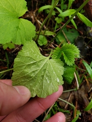 Ozomelis stauropetala