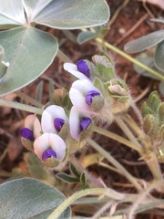 Pediomelum megalanthum