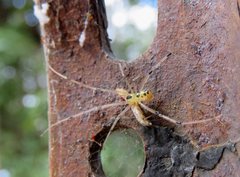Thwaitesia nigronodosa