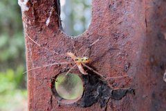 Thwaitesia nigronodosa