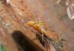 Thwaitesia nigronodosa