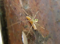 Thwaitesia nigronodosa