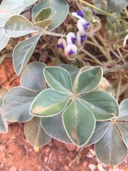 Pediomelum megalanthum