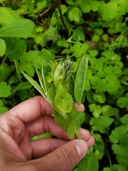 Thermopsis montana
