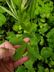 Thermopsis montana