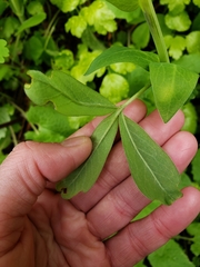 Thermopsis montana