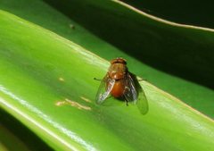 Calliphora ochracea