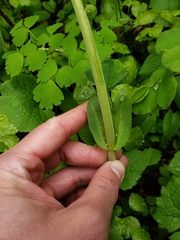 Thermopsis montana