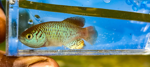 Nothobranchius derhami