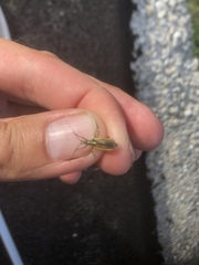 Leptopterna dolabrata