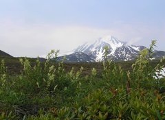 Koenigia tripterocarpa