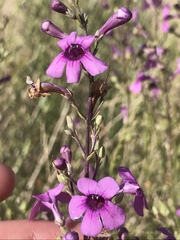 Penstemon thurberi