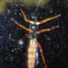 Dolichomitus irritator