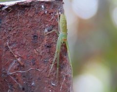 Cetratus rubropunctatus